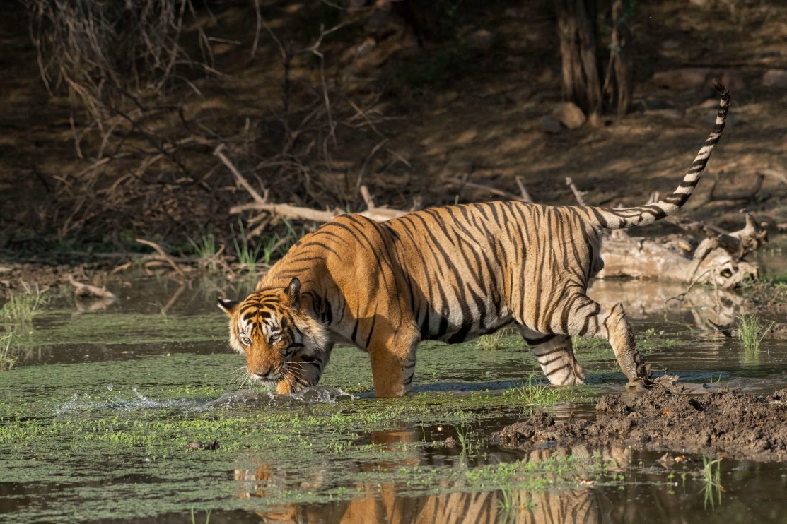RANTHAMBORE